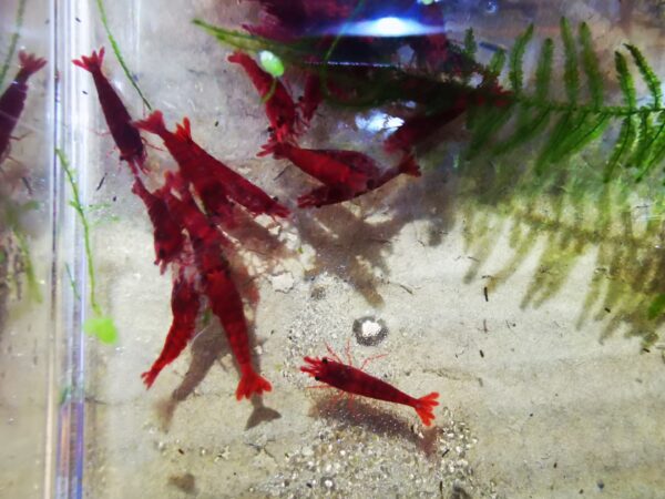 RED CHERRY - 1.5-2.0 CM PLUS 2 EXTRA TO EACH GROUP OF 10 - obrazek 4